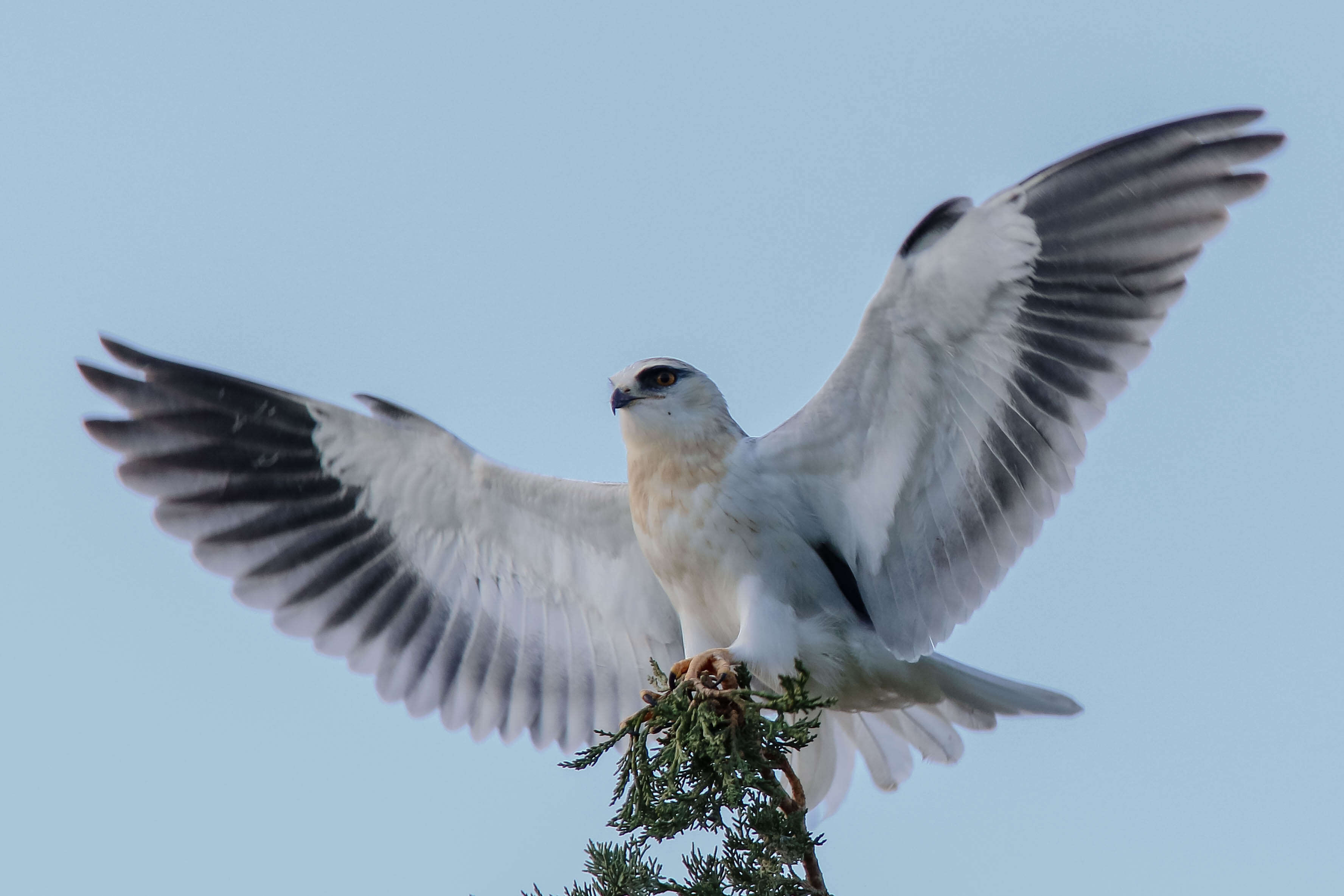 Image of Black-shouldered Kite