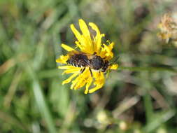 Imagem de Coelioxys alatus Förster 1853