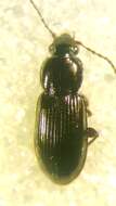 Image de Pterostichus (Phonias) diligens (Sturm 1824)