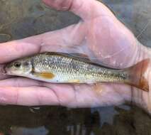 Image of Bluefin stoneroller