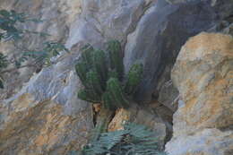 Image of Echinocereus viereckii subsp. morricalii (Ríha) N. P. Taylor