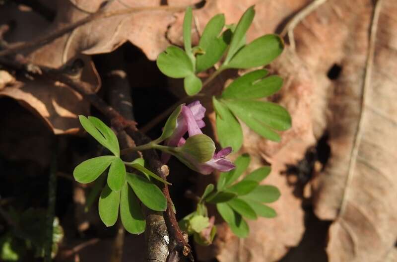 Image de Corydalis intermedia (L.) Merat