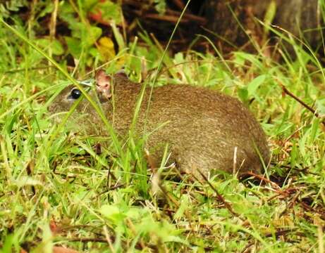 صورة Cavia aperea aperea Erxleben 1777