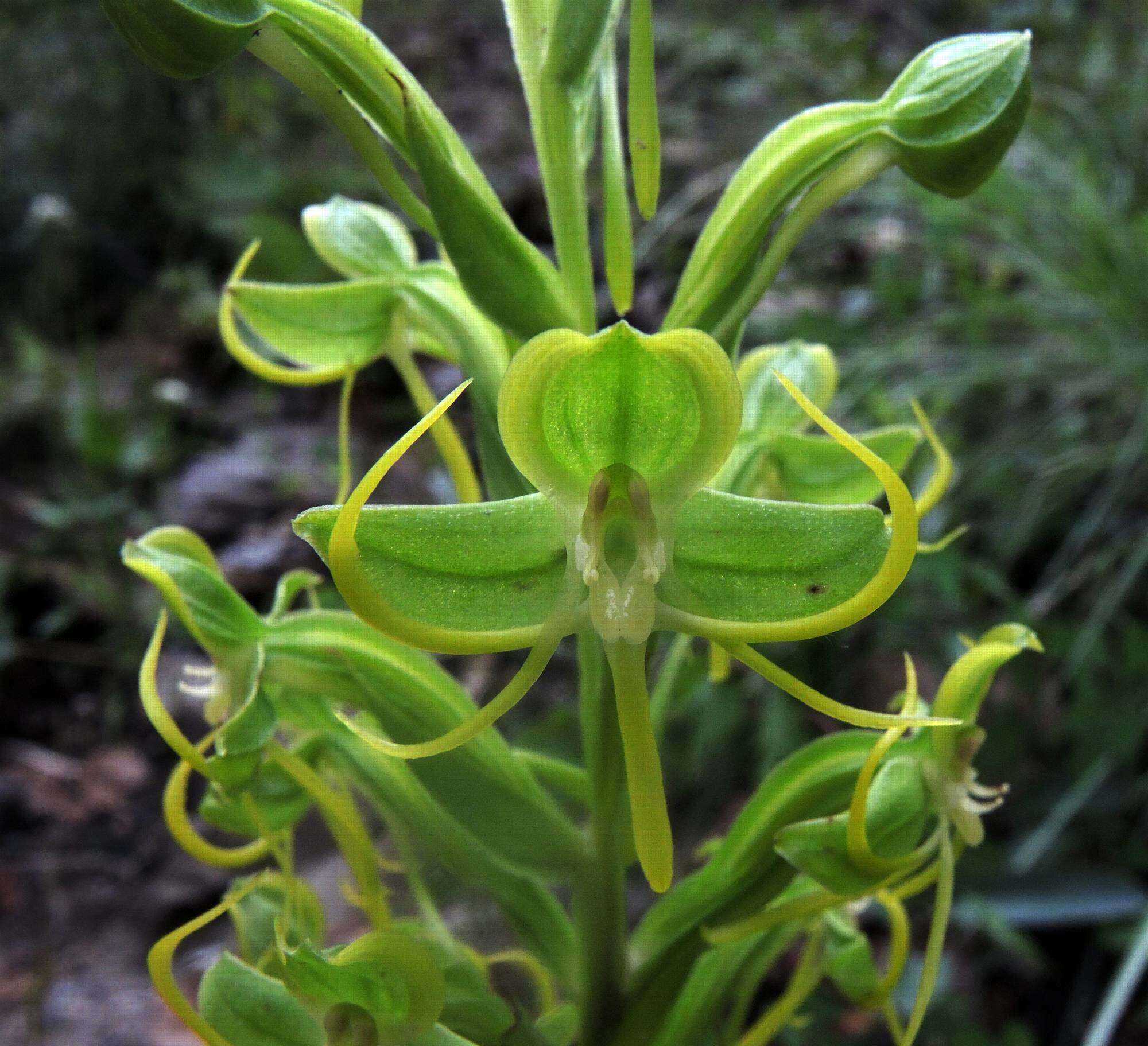 Image of Habenaria jaliscana S. Watson