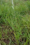 Image de Lachnagrostis lachnantha (Nees) Rúgolo & A. M. Molina