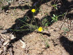 Image of sticky snakeweed