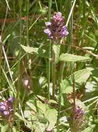 Image of common selfheal