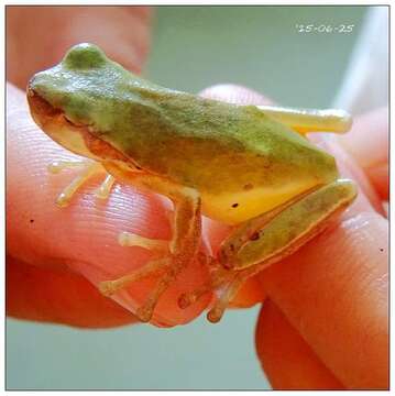 Image of Chinese Tree Toad