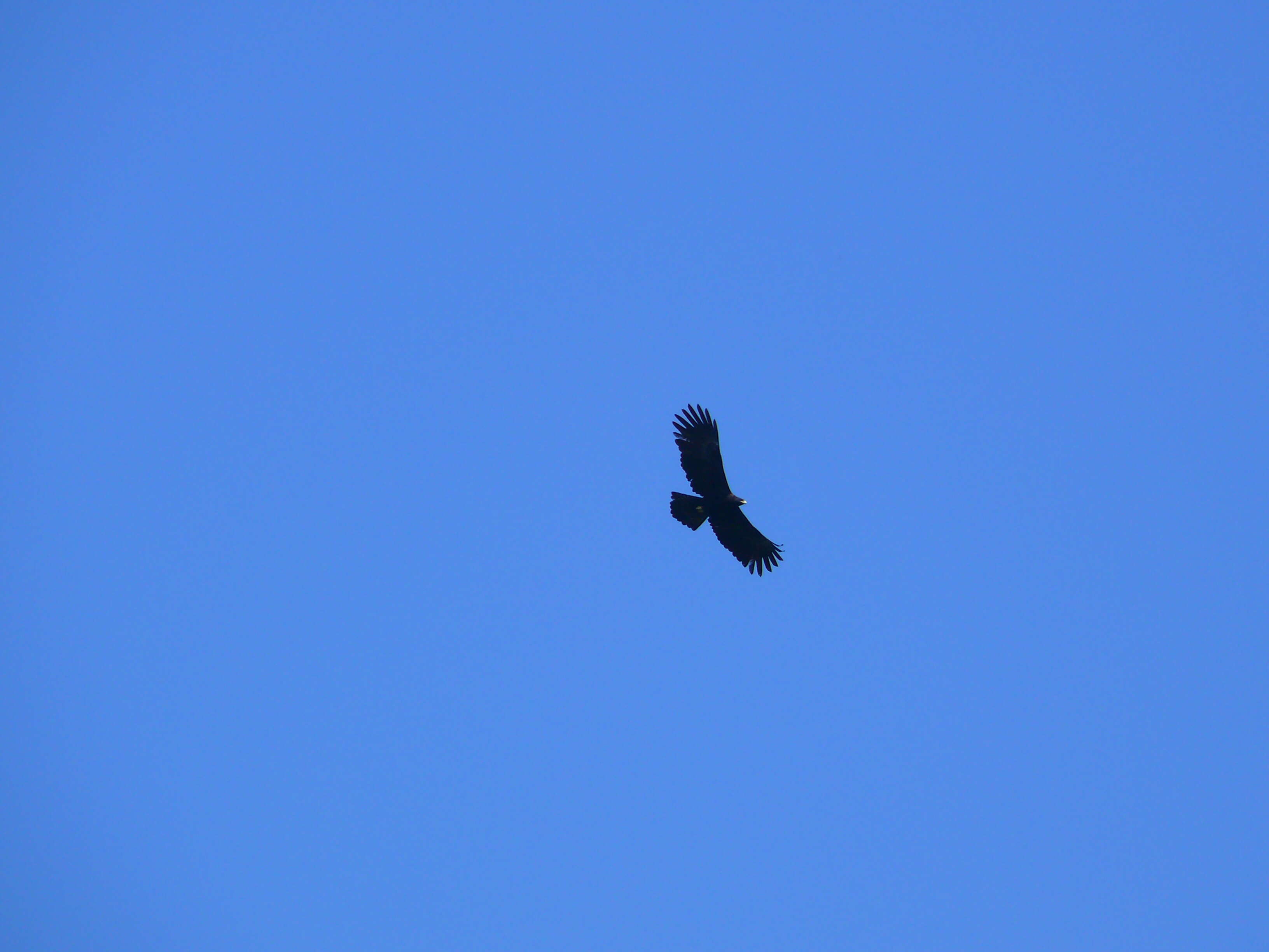 Image of Black Eagle