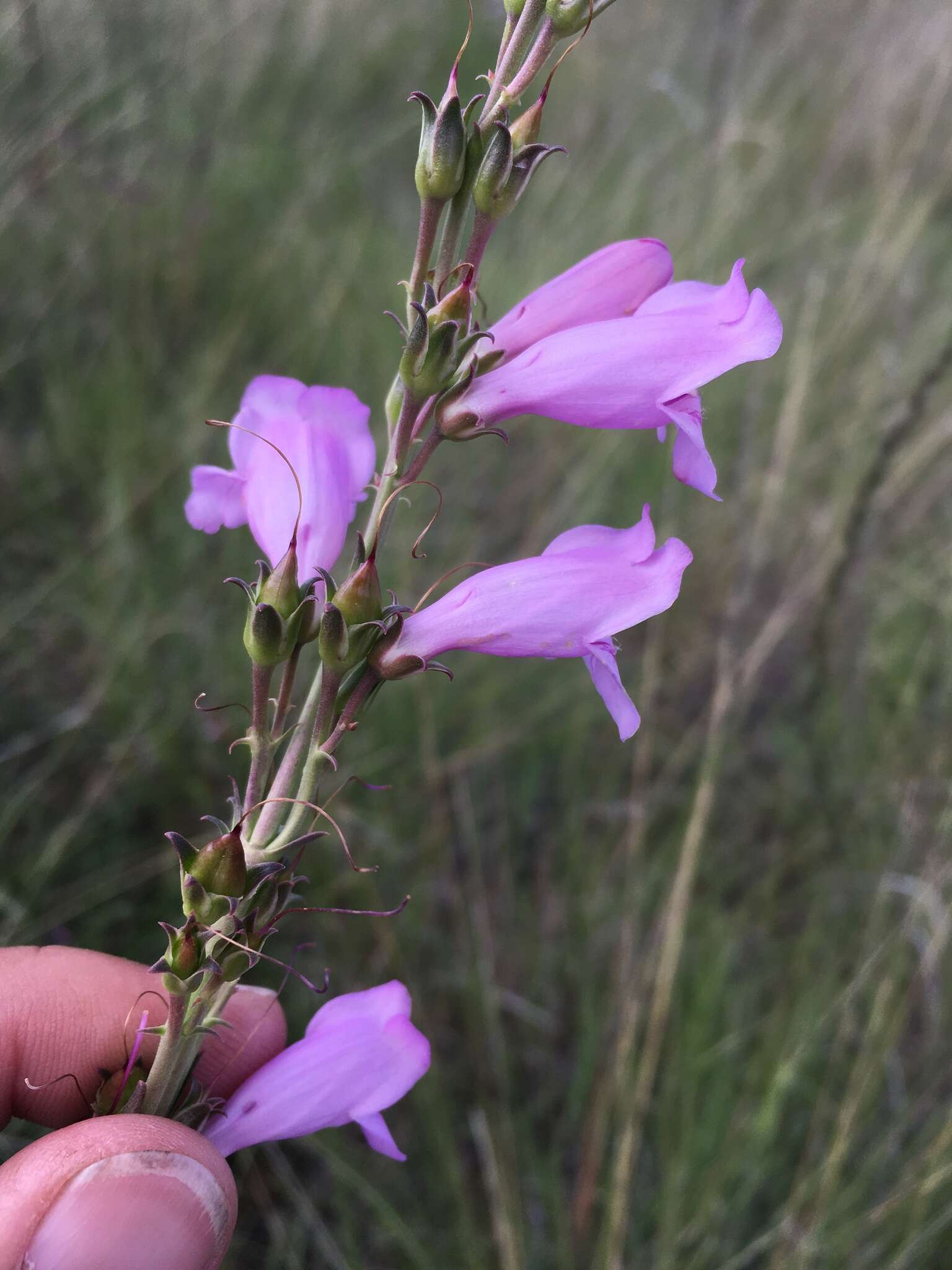 Image of Upright Blue Beardtongue