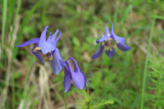 Image of fan columbine