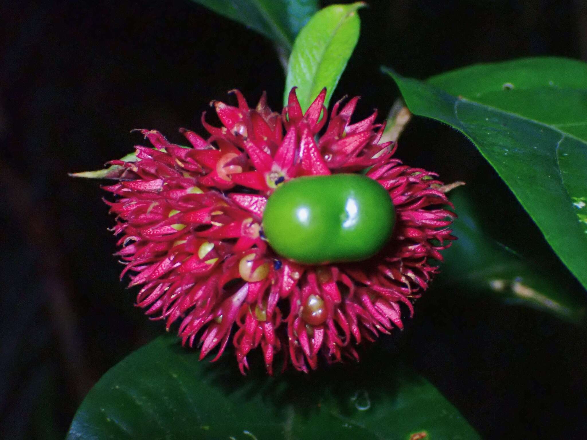 Imagem de Clerodendrum deflexum Wall.