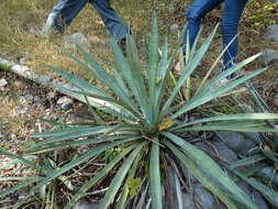 Слика од Agave vivipara L.