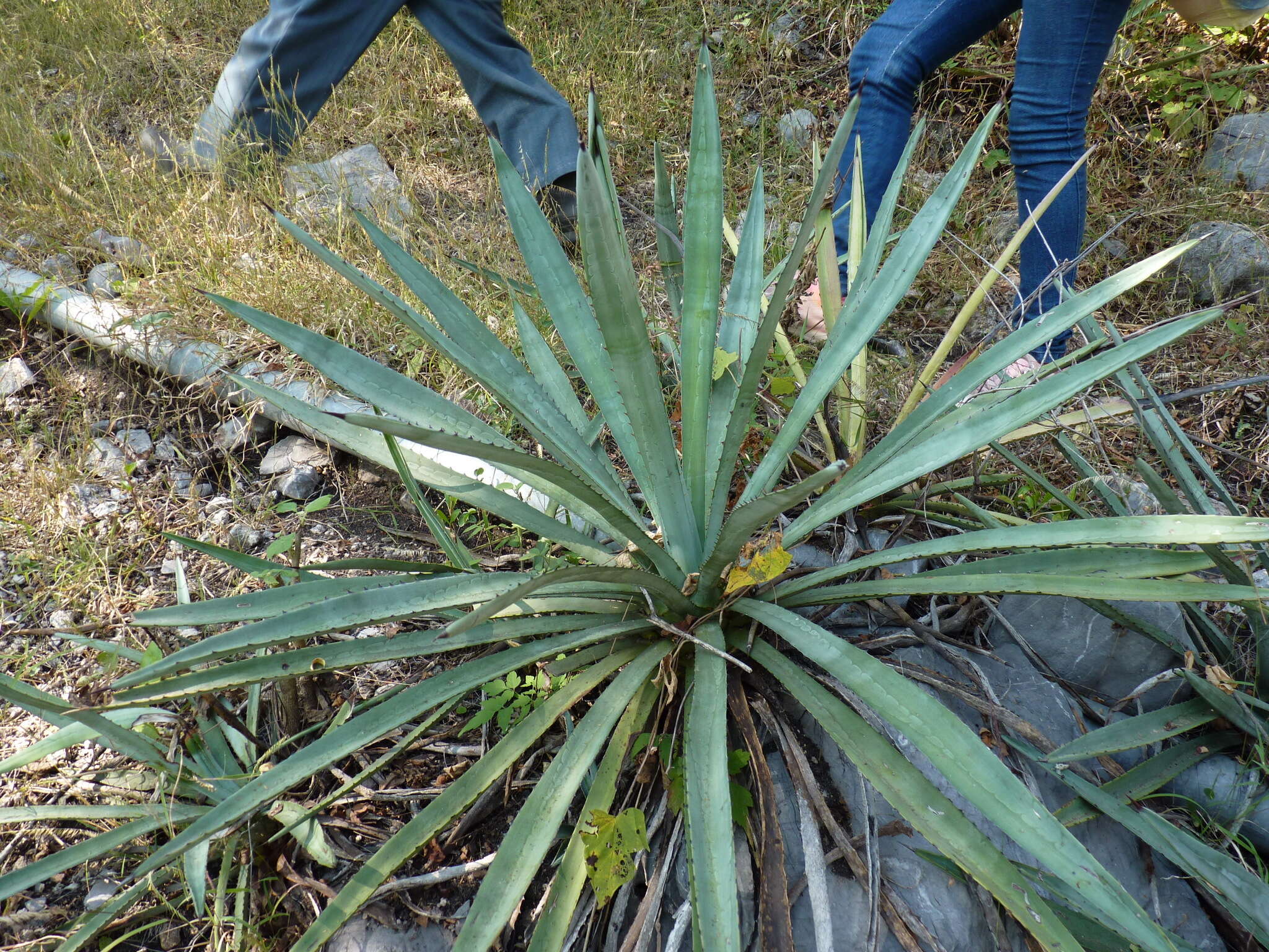 Image of Garden sisal