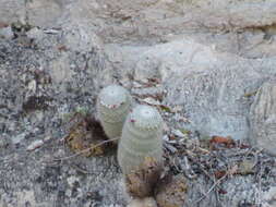 Image of Mammillaria albilanata subsp. albilanata