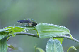 Image of Scintillant Hummingbird