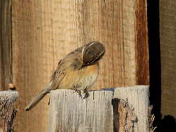 Image of Brown Accentor