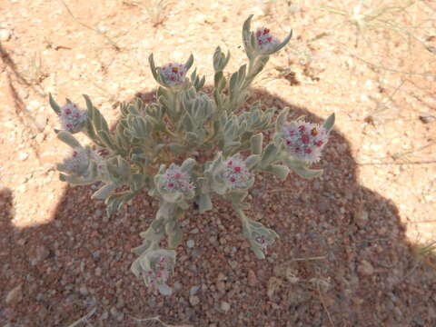 Image of Helichrysum candolleanum Buek