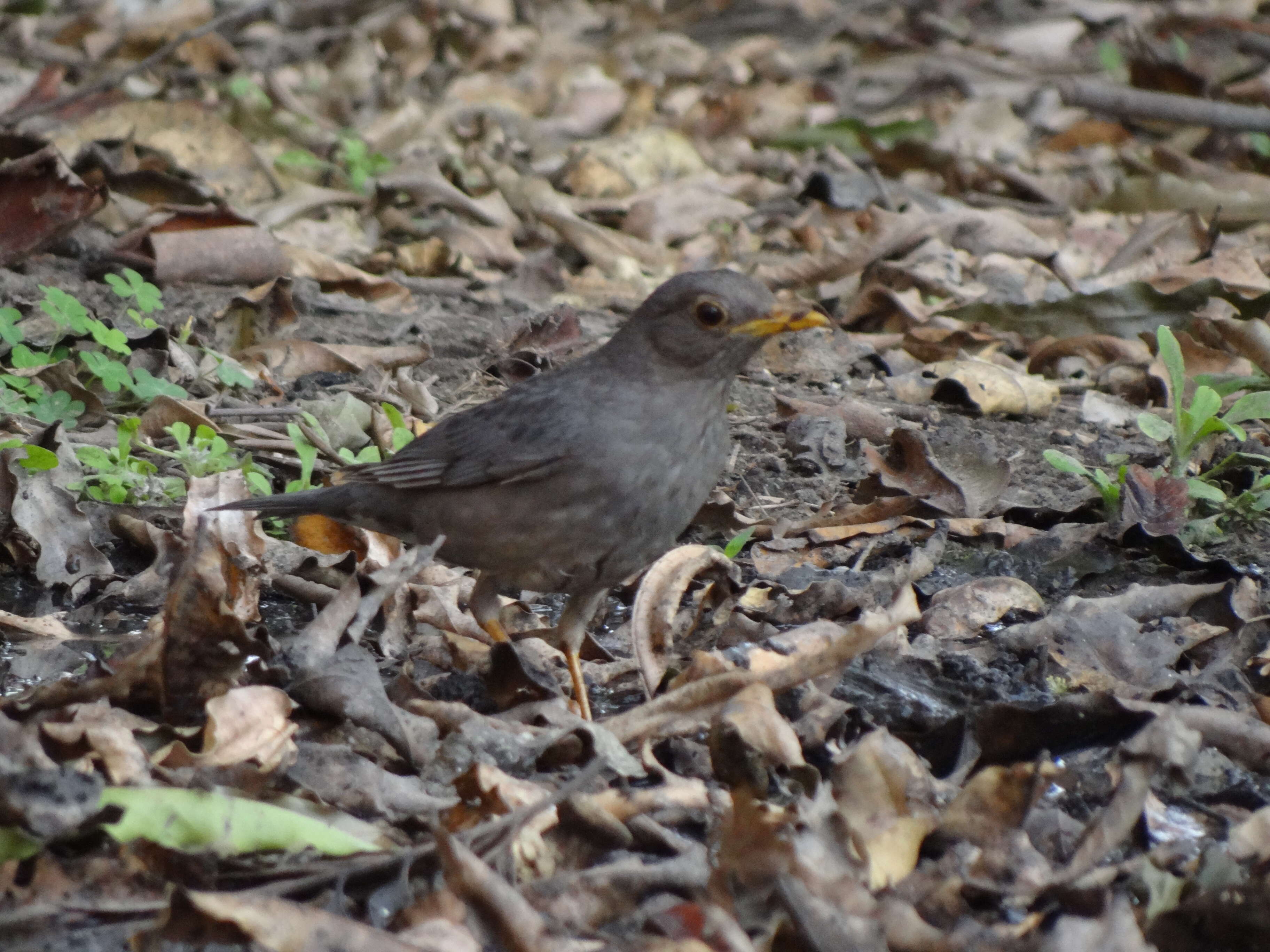 Image of Grey-winged Blackbird