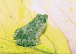 Image of Natal Dwarf Puddle Frog