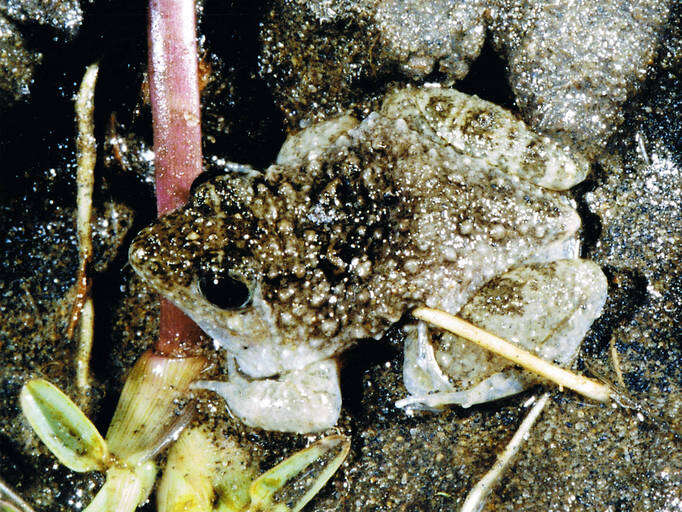 Image of Natal Dwarf Puddle Frog