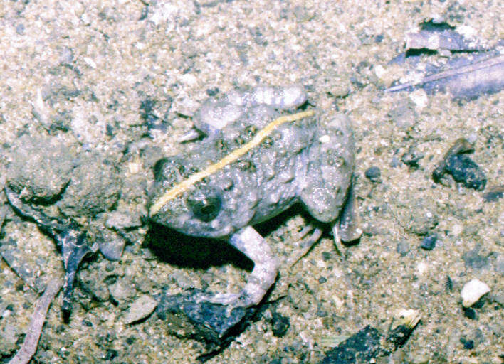 Image of Natal Dwarf Puddle Frog