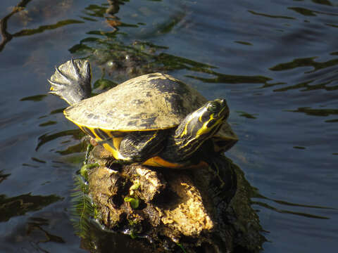 Image of Suwannee cooter