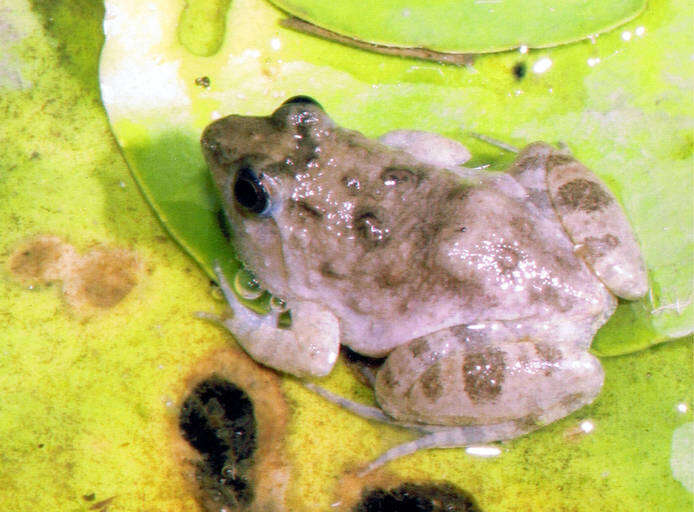 Image of Natal Dwarf Puddle Frog