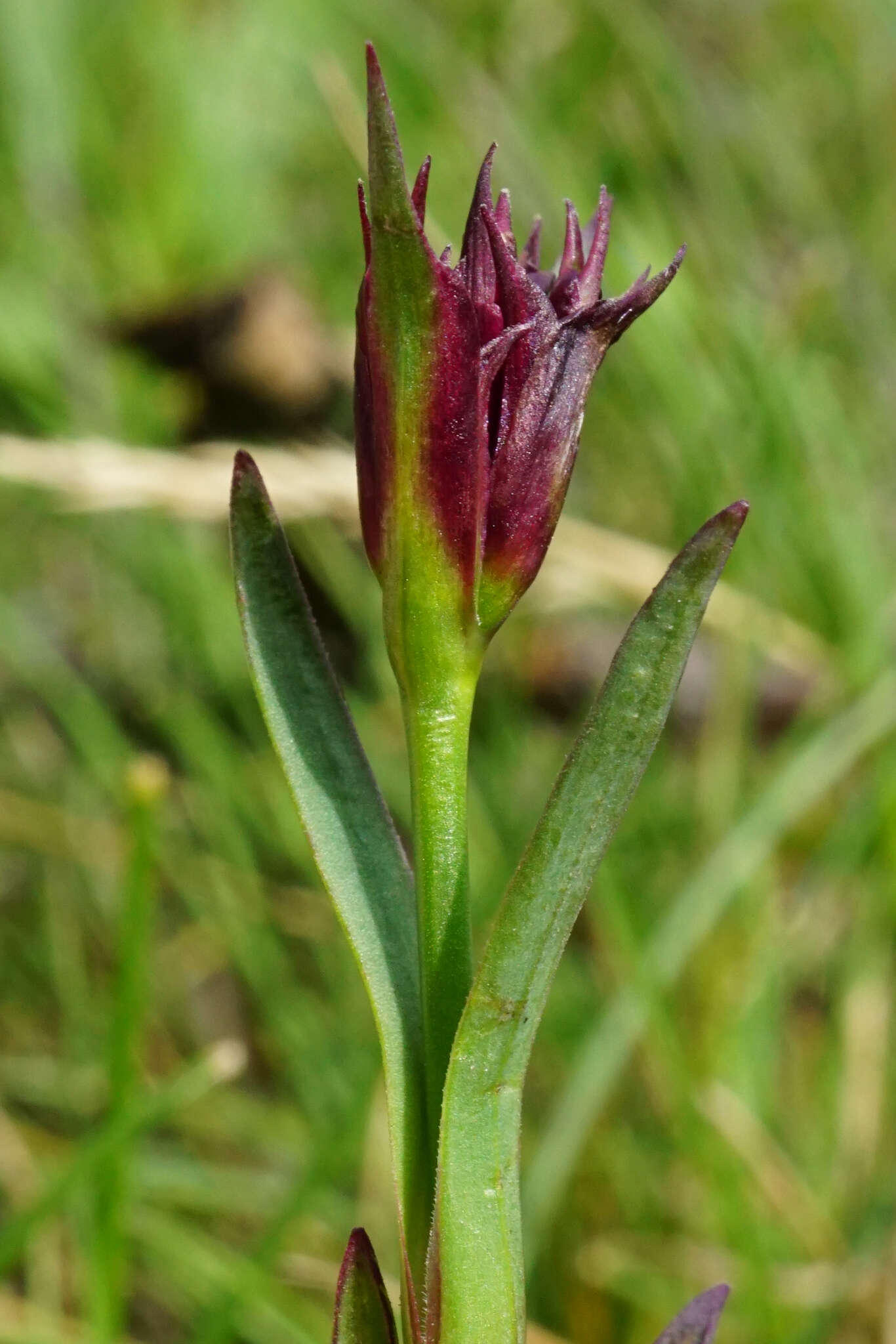 صورة Dianthus pontederae A. Kerner