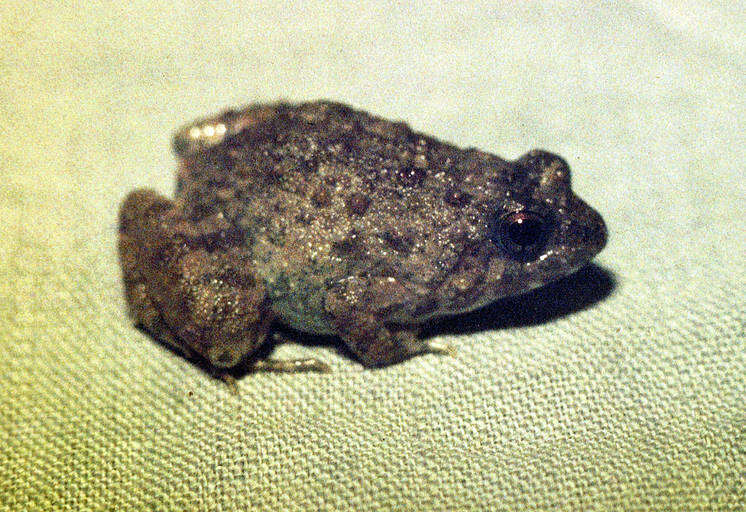 Image of Natal Dwarf Puddle Frog