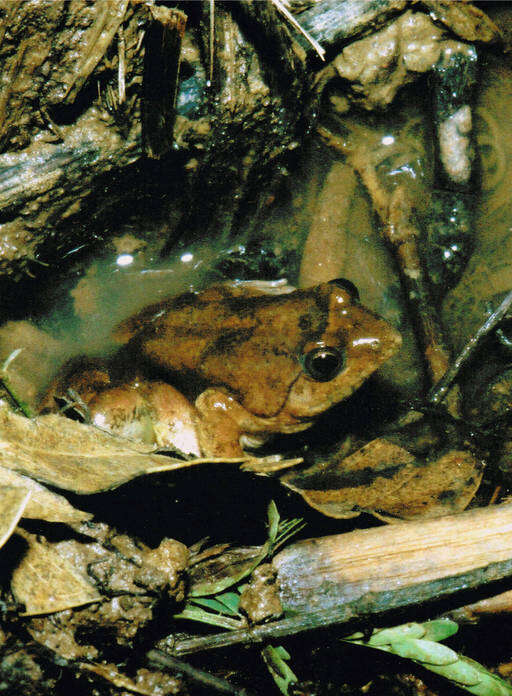 Image of Natal Dwarf Puddle Frog