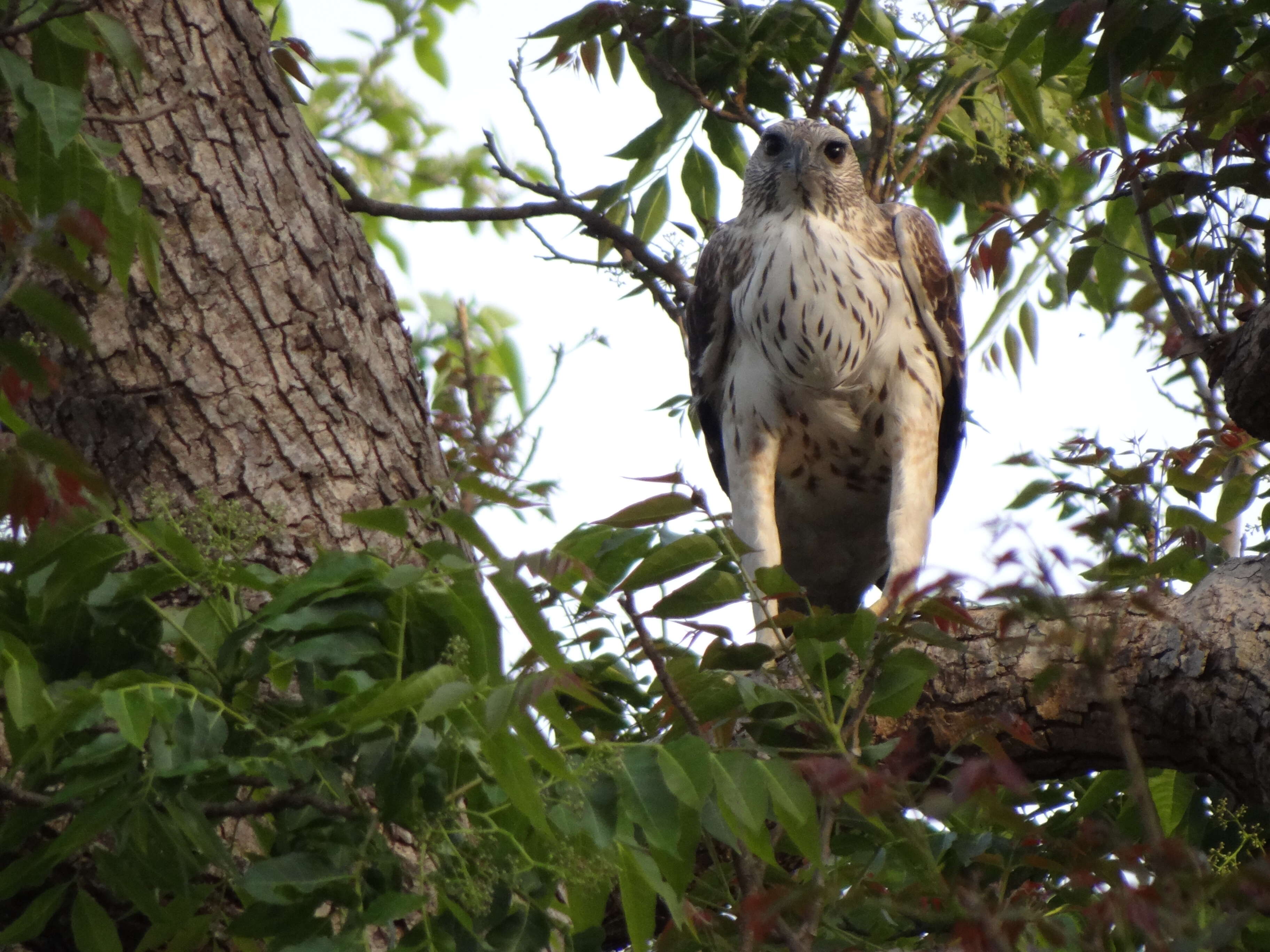 Nisaetus cirrhatus (Gmelin & JF 1788) resmi