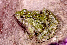 Image of Natal Dwarf Puddle Frog