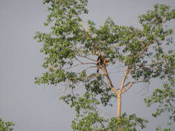 Image of Great Indian Hornbill