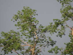 Image of Great Indian Hornbill