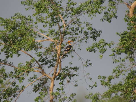 Image of Great Indian Hornbill