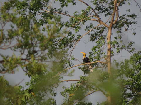 Image of Great Indian Hornbill