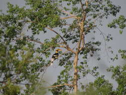 Image of Great Indian Hornbill