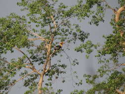 Image of Great Indian Hornbill