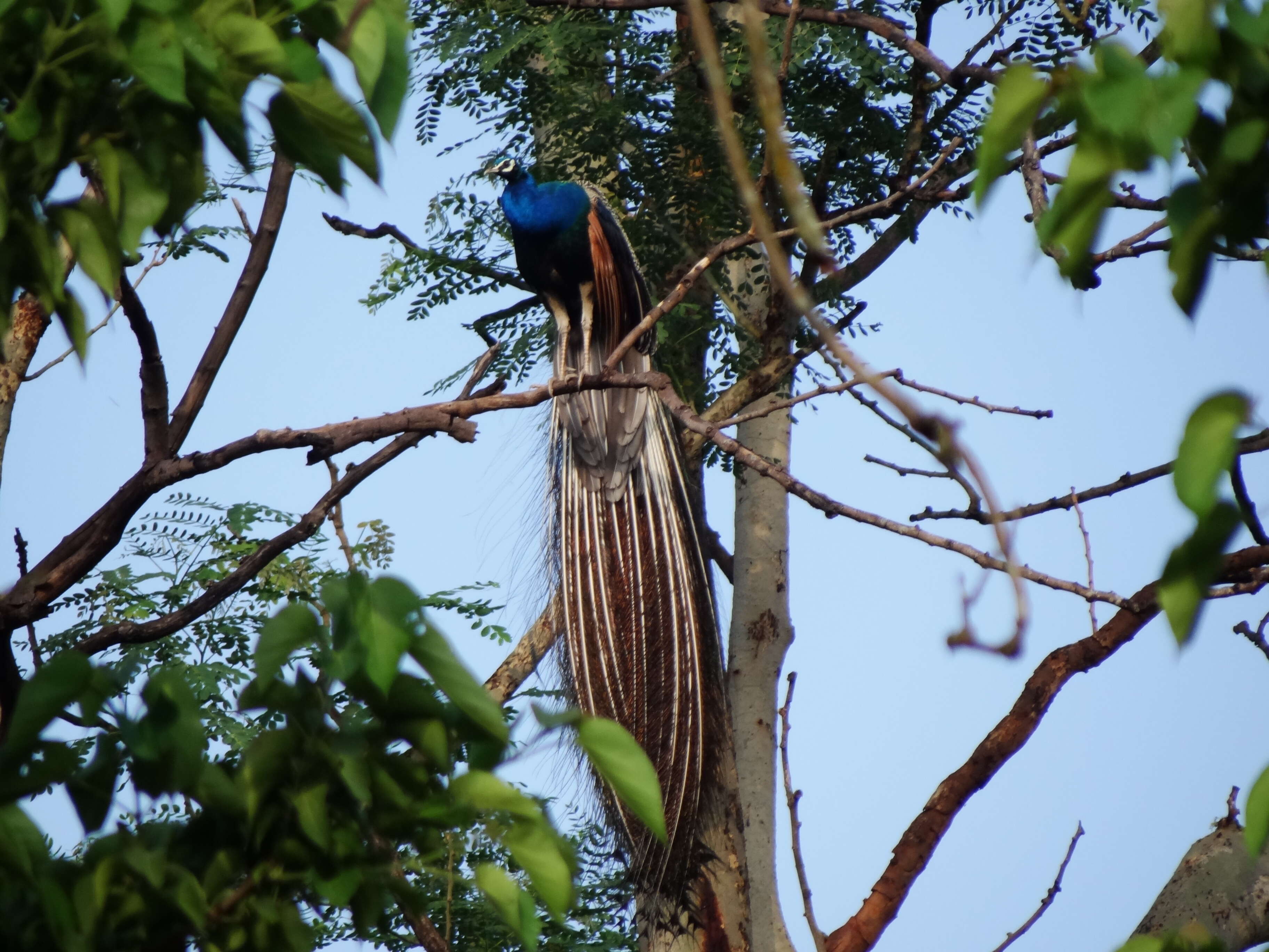 Image of Asiatic peafowl