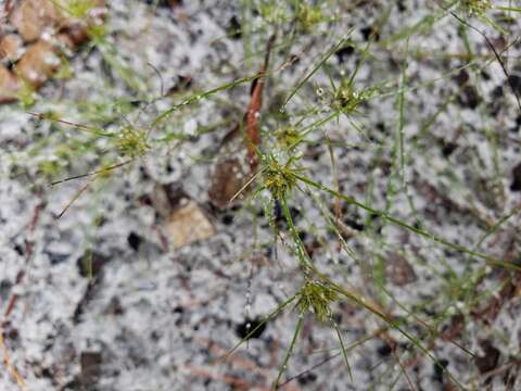 Image of Sandy-Field Hair Sedge