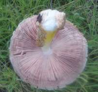 Image of Volvariella bombycina (Schaeff.) Singer 1951