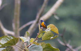 Euphonia rufiventris (Vieillot 1819)的圖片