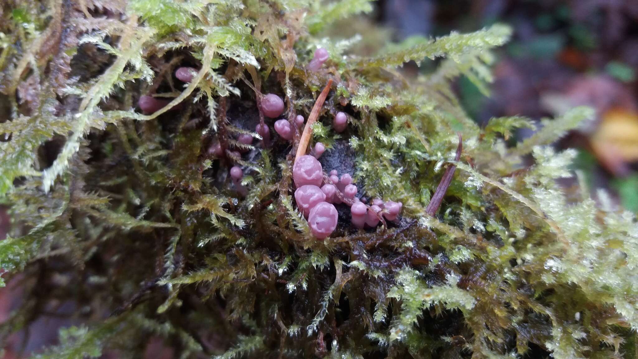 Image of Ascocoryne sarcoides (Jacq.) J. W. Groves & D. E. Wilson 1967