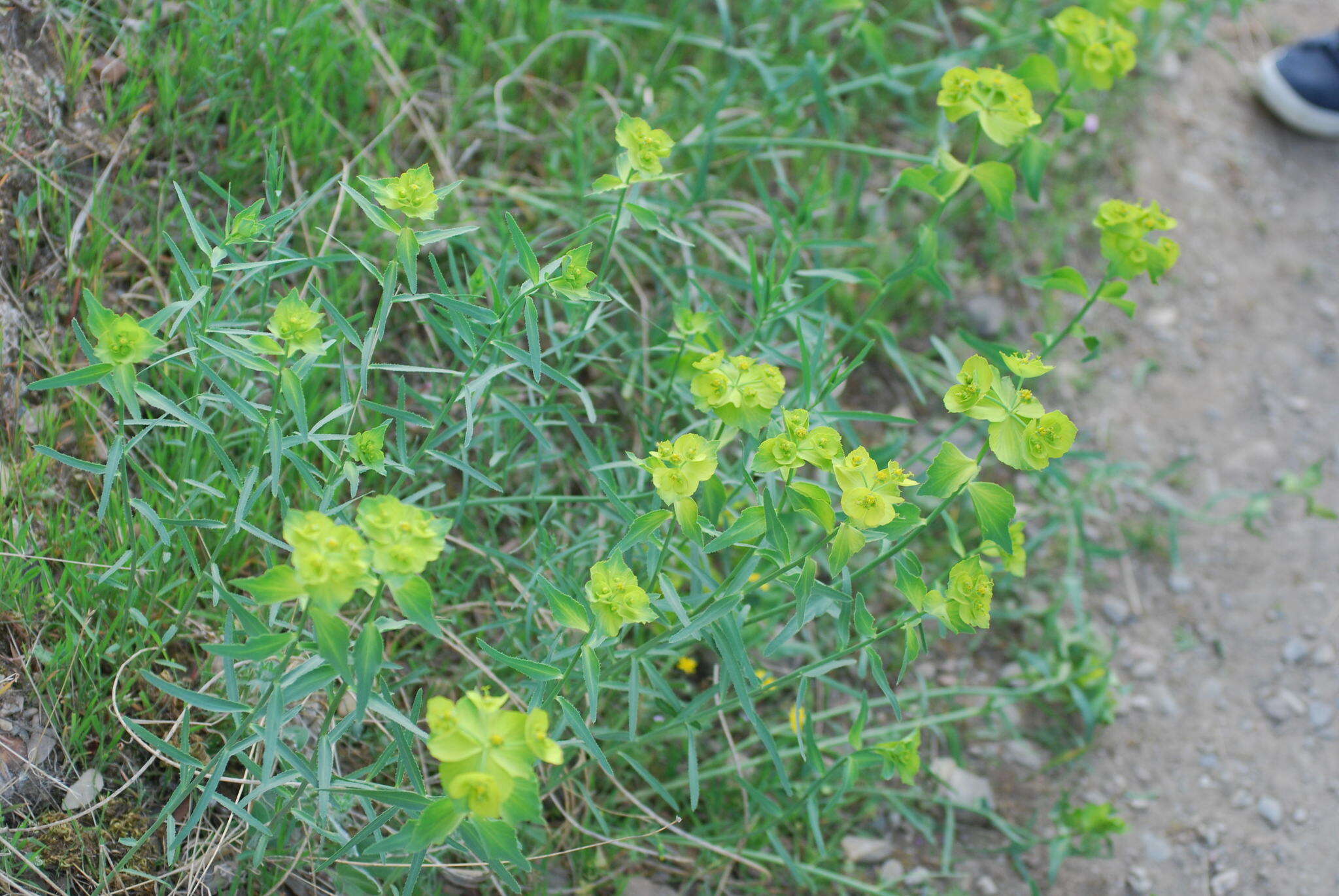 Image of serrate spurge