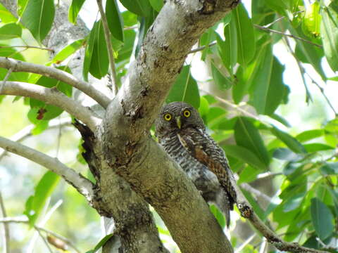 Image of Jungle Owlet