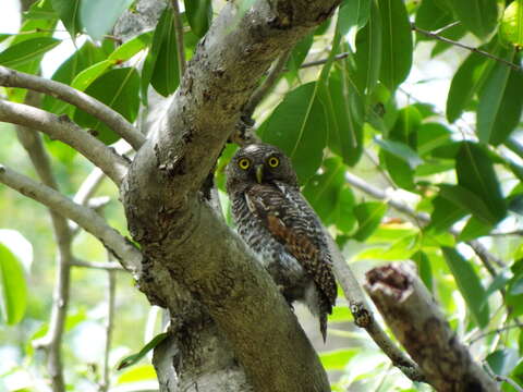 Image of Jungle Owlet