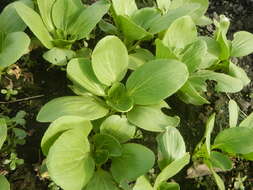 Image of pak choi