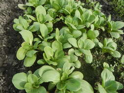 Image of pak choi