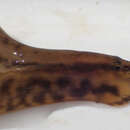 Image of East african spiny eel